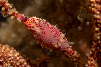 Simnia avena (Simnia)