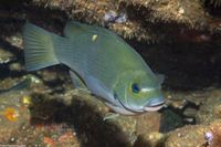 Girella nigricans (Opaleye)