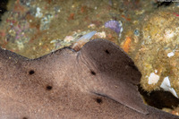 Heterodontus francisci (Horn Shark)