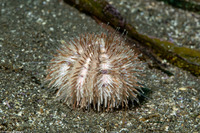 Lytechinus pictus (White Sea Urchin)
