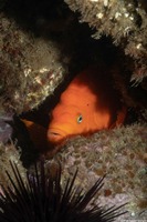 Hypsypops rubicundus (Garibaldi)