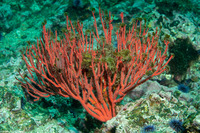 Leptogorgia chilensis (Red Gorgonian)