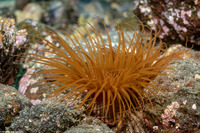 Pachycerianthus fimbriatus (Tube-Dwelling Anemone)