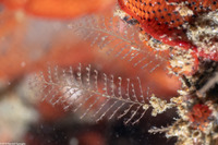 Plumularia sp.1 (Plumularia sp.1)