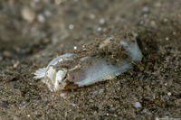 Pleuronichthys coenosus (C-O Sole)