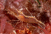 Heptacarpus palpator (Intertidal Coastal Shrimp)