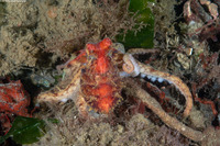 Octopus rubescens (Red Octopus)