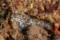 Rhinogobiops nicholsii (Blackeye Goby)