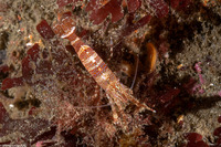 Heptacarpus palpator (Intertidal Coastal Shrimp)