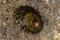 Lottia scutum (Pacific Plate Limpet)