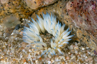 Anthopleura artemisia (Moonglow Anemone)