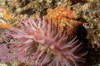 Urticina grebelnyi (Painted Urticina)