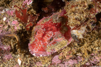 Artedius corallinus (Coralline Sculpin)