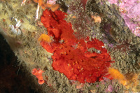 Integripelta bilabiata (Rosy Bryozoan)