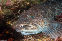 Ophiodon elongatus (Lingcod)