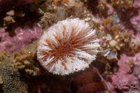 Balanophyllia elegans (Orange Cup Coral)