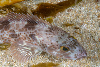 Ophiodon elongatus (Lingcod)