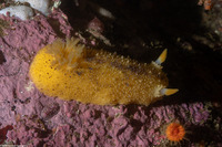 Doris montereyensis (Monterey Dorid)