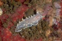 Tritonia festiva (Diamondback Tritonia)