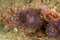 Bispira sp.4 (Bispira sp.4)