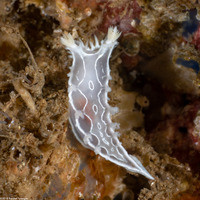 Tritonia festiva (Diamondback Tritonia)