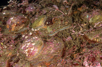 Pododesmus macrochisma (Abalone Jingle)