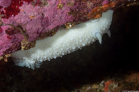 Doris odhneri (White Knight Dorid)