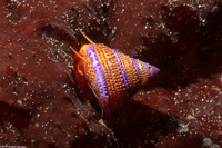 Calliostoma annulatum (Blue-Ring Top Snail)