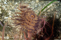 Bispira sp.4 (Bispira sp.4)