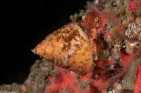 Calliostoma gloriosum (Glorious Top Snail)