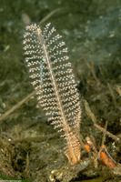 Virgularia sp.4 (Virgularia sp.4)