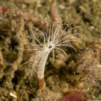 Praxillura maculata (Windmill Worm)