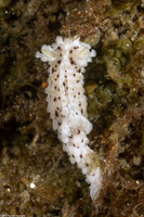 Aegires albopunctatus (Salt-and-Pepper Dorid)