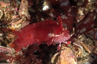 Gibbonsia montereyensis (Crevice Kelpfish)