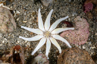 Halcampa crypta (Cryptic Burrowing Anemone)