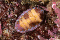 Tonicella lineata (Blue Lined Chiton)