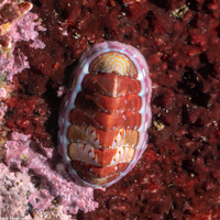 Tonicella lineata (Blue Lined Chiton)