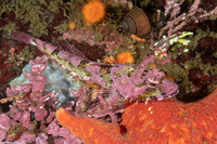 Artedius corallinus (Coralline Sculpin)