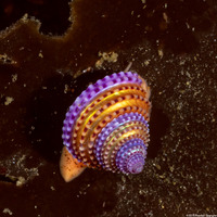 Calliostoma annulatum (Blue-Ring Top Snail)