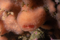 Mytilimeria nuttalli (Sea-Bottle Clam)