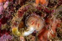 Serpula columbiana (Serpulid Worm)