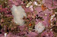 Cadlina luteomarginata (Yellow Margin Cadlina)
