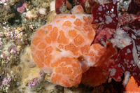 Aplidium solidum (Red Ascidian)