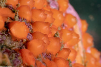 Metandrocarpa taylori (Metandrocarpa Taylori)