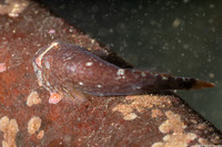 Gobiesox maeandricus (Northern Clingfish)