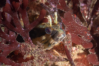 Neoclinus uninotatus (Onespot Fringehead)
