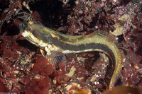 Neoclinus uninotatus (Onespot Fringehead)