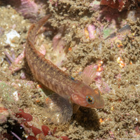 Rathbunella alleni (Stripefin Ronquil)