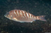 Hypsurus caryi (Rainbow Seaperch)