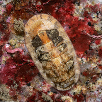 Lepidozona cooperi (Cooper's Chiton)